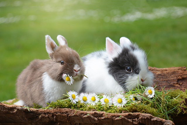 Easter rabbits