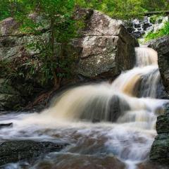 UQ Brisbane Bushwalks: Mt Coot-Tha