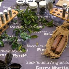 Introduction to Bush Tucker at UQ