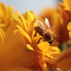 Bee collecting pollen from flower with blue sky in the background