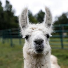 Llama in a field.