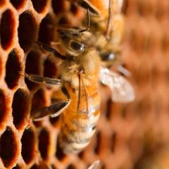 Native Bees creating honey