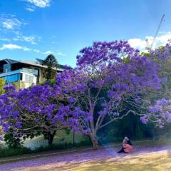Purple jacaranda trees blooming at UQ campus