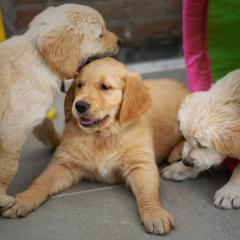Three labrador puppies being playful