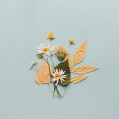 Dried flowers and leaves against a pale blue background