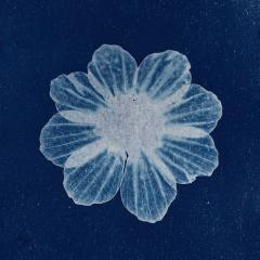 Sun printed flower - white flower burned onto blue-inked paper