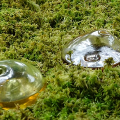 Two glass globes filled with brown coloured liquid sitting side by side amongst moss