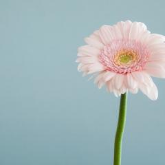 Light pink flower against blue background