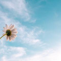Single flower with white petals and a blue sky with clouds in the background