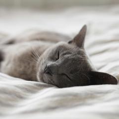 Grey cat sleeping in a white bed.